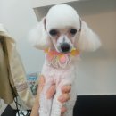 개등드리# 이미지