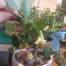 해피트리 이미지