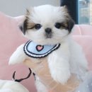 내품안의반려견 노원점 이미지