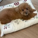 포커스 온 펫 이미지