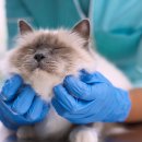 부여동물병원 이미지