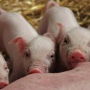 고기흐름 이미지