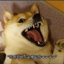 도지