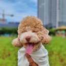 루앤몽 | [부천 상동 애견미용] 푸들 미용 / 말티푸 미용 후기 / 루앤몽