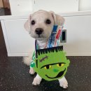 견고하개 이미지