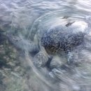 거북사 - 전주시 완산구 화산천변로 29 | 거북사