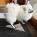 안녕, 댕댕이 이미지