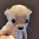 수원강아지분양 드림독 안심분양센터 수원점 이미지