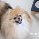 염똥이네 수제간식 네이버블로그