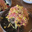 원조중원탑막국수(충북도청점) | [청주] 엄마랑 청주여행 점심 막국수 맛집 - 중원탑막국수 충북도청점 솔직후기