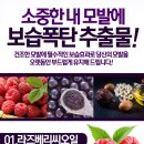 베리헤어 이미지