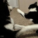 강아지 친구 이미지