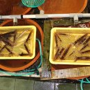 강구시장 이미지