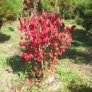 단풍나무 농장 이미지