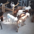 퍼피해븐 이미지