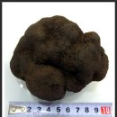 흑송로 버섯 특급 품(200g 약100mm 블랙 트러플black truffle 세계3대 진미 색재료) 귀한 특급 향 블랙트러플 병차원 이미지