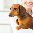 리치동물병원 이미지