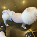 만배네 애견카페 이미지