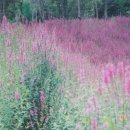 해여림식물원 이미지