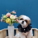 마실오개 이미지