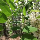 강화중성 이미지