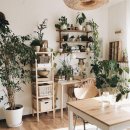 식물 인테리어 이미지