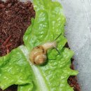 하늘달팽이 이미지