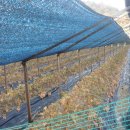 아브라함농장 이미지