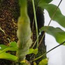 고사리곡 이미지