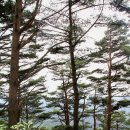 양구 사명산 산행 후기