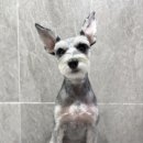 댕스살롱 이미지