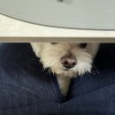 도림동 배드민턴클럽 앞 | 5월 첫번째 : 연휴로시작하는5월 너무 좋아 (집들이/대구아웃백/배드민턴클럽시작🏸)