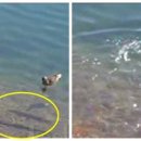 오리&오리 앞 이미지