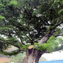 느티나무마을 이미지