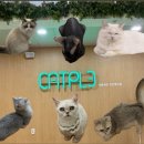 캣플헤븐 천안불당점 | 천안 불당동 고양이 카페 캣플헤븐