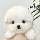 센트퍼피 이미지