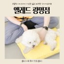 옐레드 애견유치원 & 애견호텔 광명점 이미지