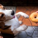 반려동물 간식 이미지