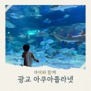 수원 광교 아쿠아플라넷 할인 실내에서 아이랑 놀기 좋은 곳
