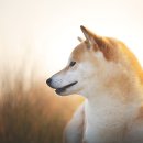 로얄도그 이미지