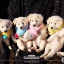 북한이 청와대에 선물한 풍산개가 낳은 강아지 2마리 대전 오월드 품으로 이미지
