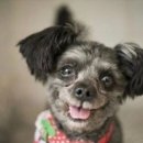 퍼스트독 이미지