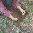 함양액즙 이미지