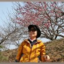 매화농원 이미지