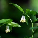 알봉 둘레길 이미지