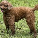 스타애견미용 | 수원 스타필드 몰리스 애견 미용 후기(내돈내산)