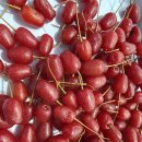 보리수한의원 Daum카페