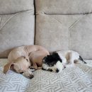 커들그루밍 이미지