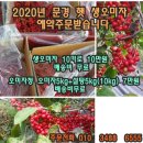 2020 문경오미자 햇 생오미자 주문안내 10키로10만원 배송비무료 이미지