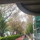 4/14(일) 삼락둑 벚꽃이 연두색 잎으로 변하다(사진18장) 이미지